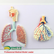 LUNG06 (12503) Modèle de la section du système respiratoire humain, modèles d&#39;anatomie&gt; Respiratoire